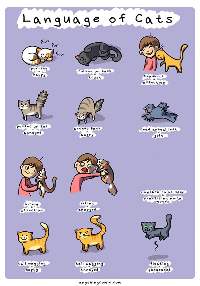 Cat communication