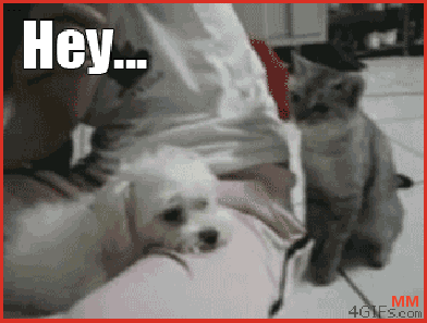 Kitty Trolling Puppy