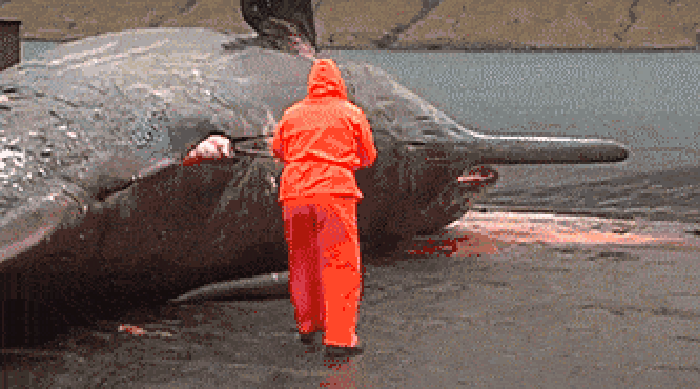 Whale's stomach exploding