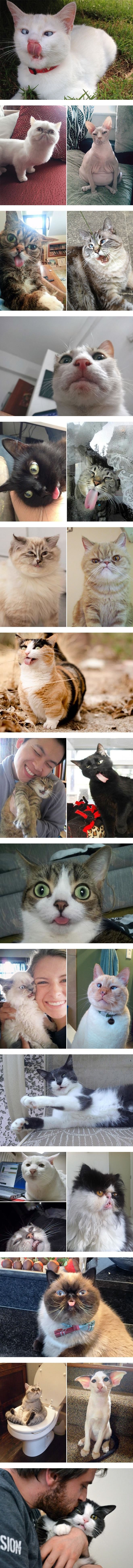 Not very photogenic cats