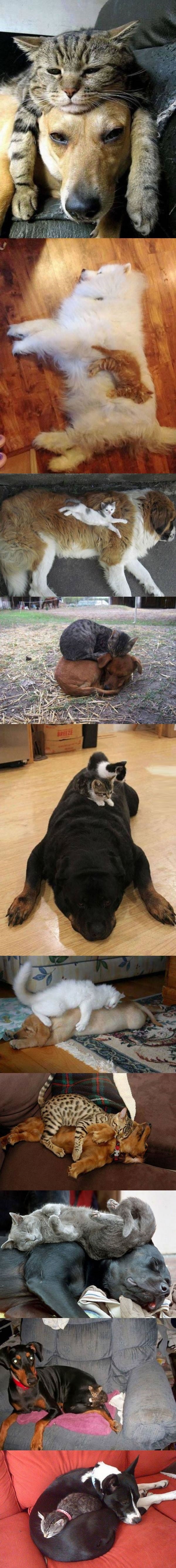 Cats using dogs as pillows