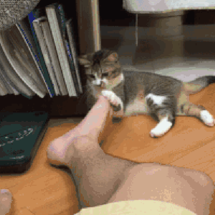 Overly dramatic cat
