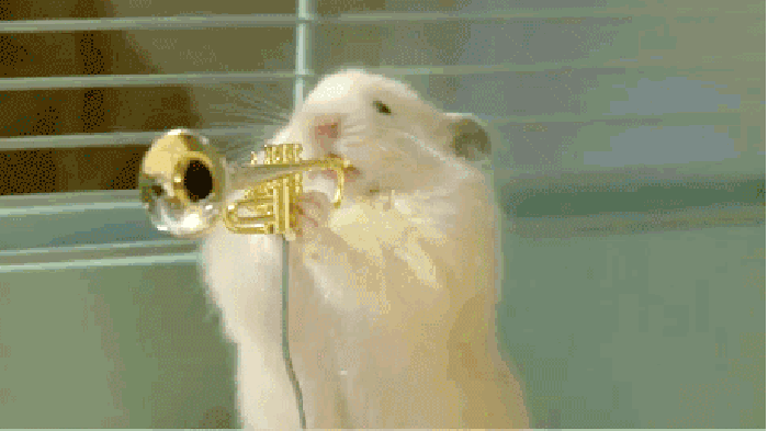 Hamster party