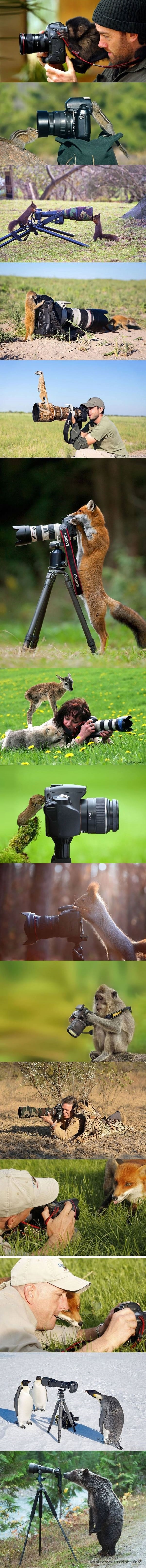 Animals into photography