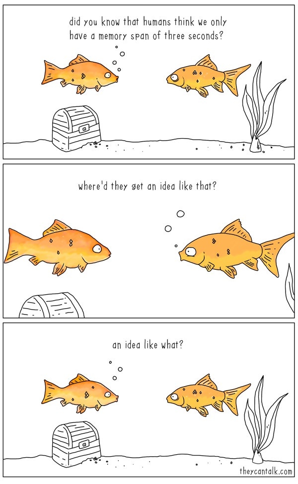 Fish can remember