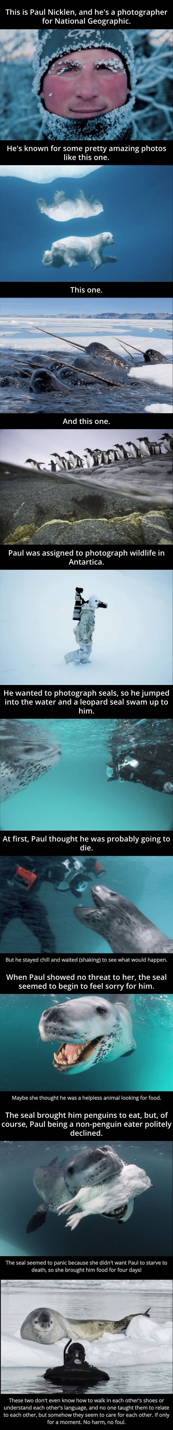 Face-off with a predator