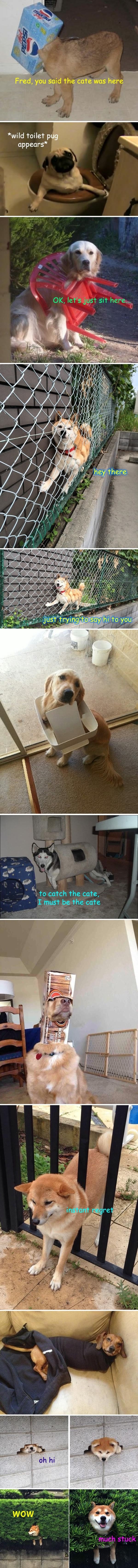 Not very smart dogs