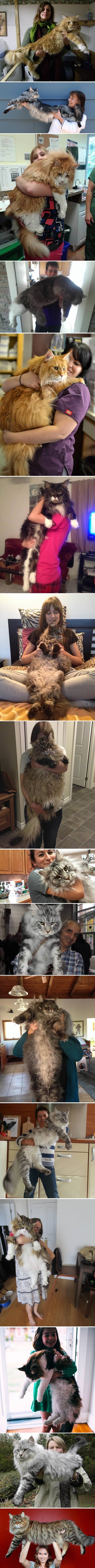 Massive cats