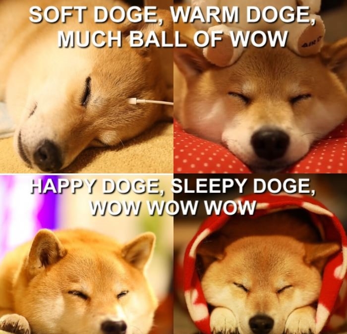 Sleepy doge