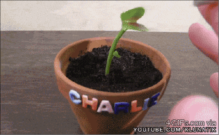 So badroot!
