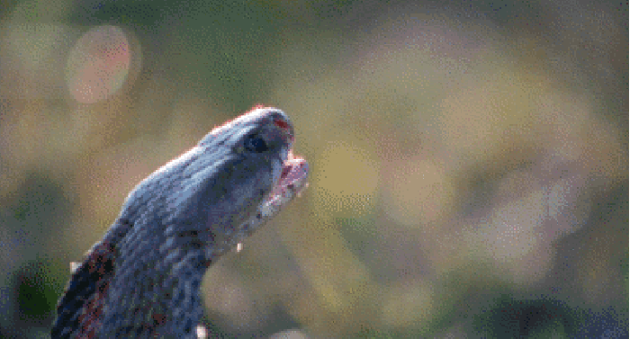 Spitting cobra