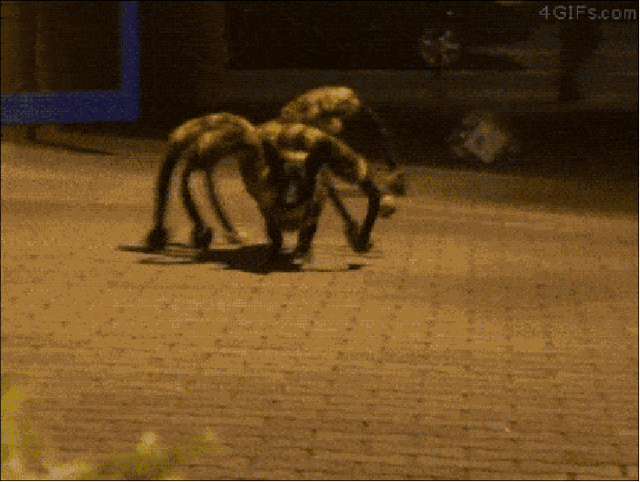 Spiderdog prank