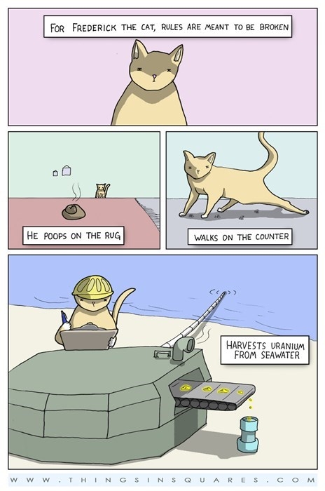 Cats never follow rules