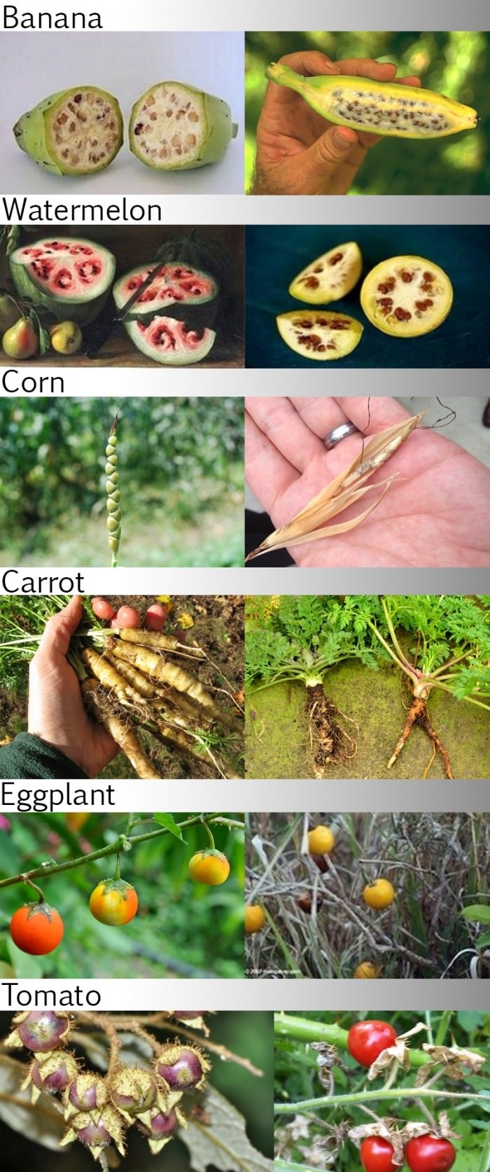 Foods before GMO