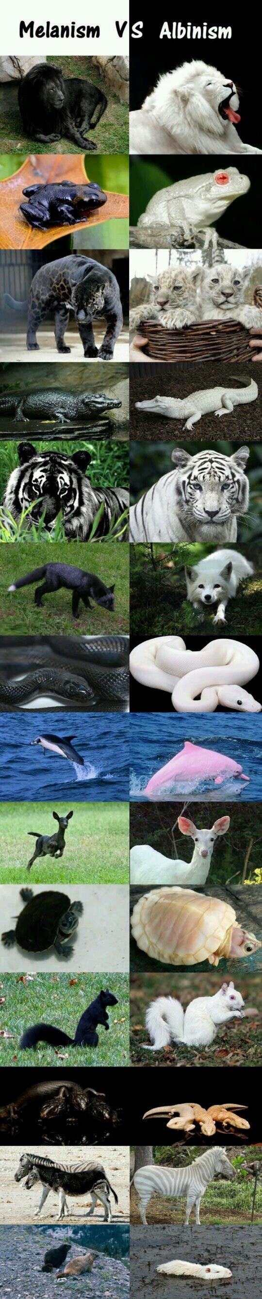 Melanism vs Albinism