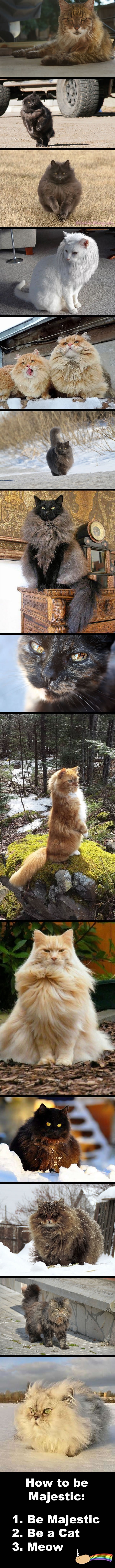 Majestic cats