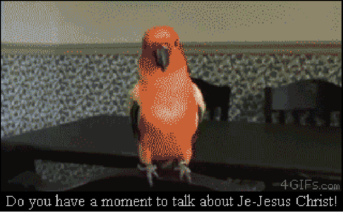 I should get a parrot