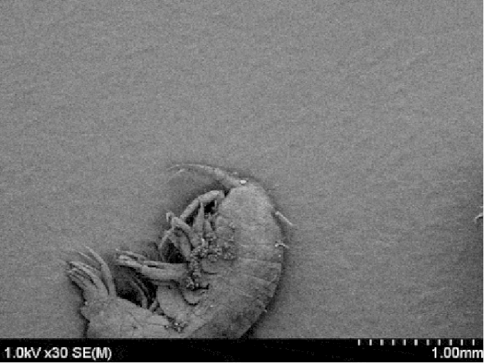 Crazy micro zoom