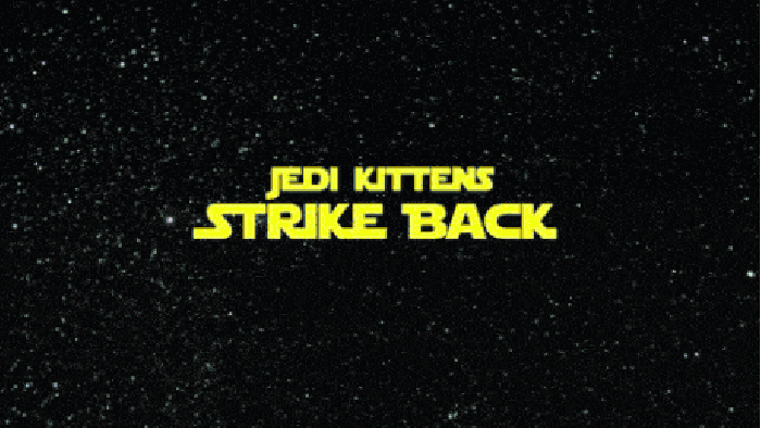 Star Wars kitten