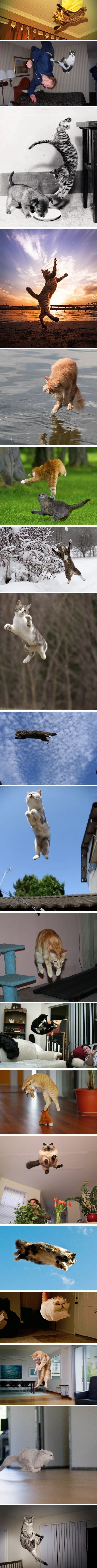 Hover cats
