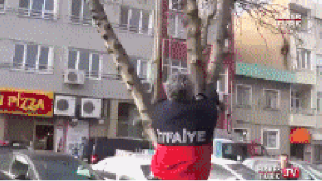 Rescuing cat
