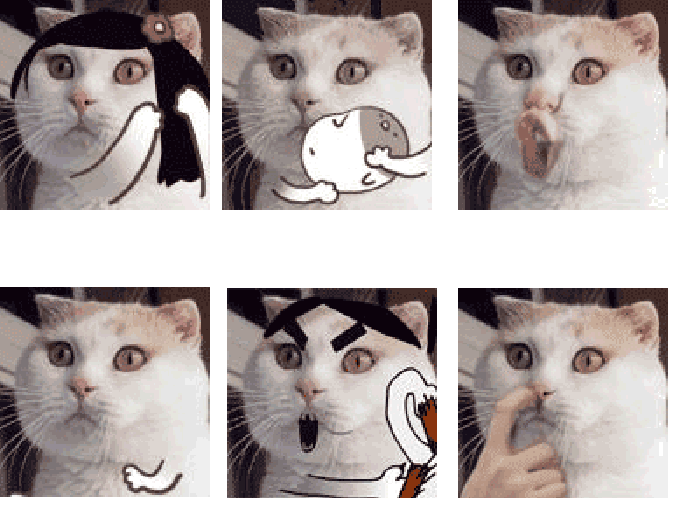 Crazy cat