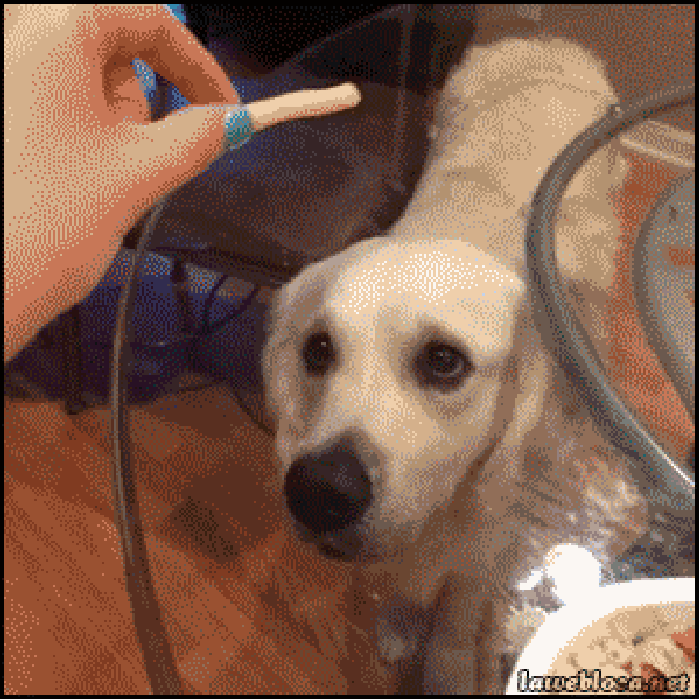 Stupid mean human