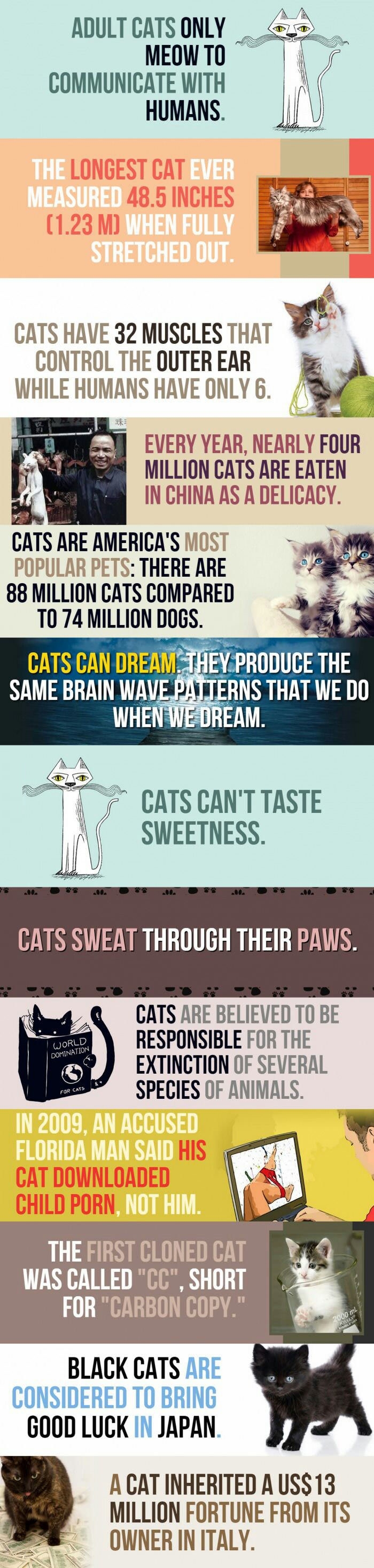 Facts about cats pt.1