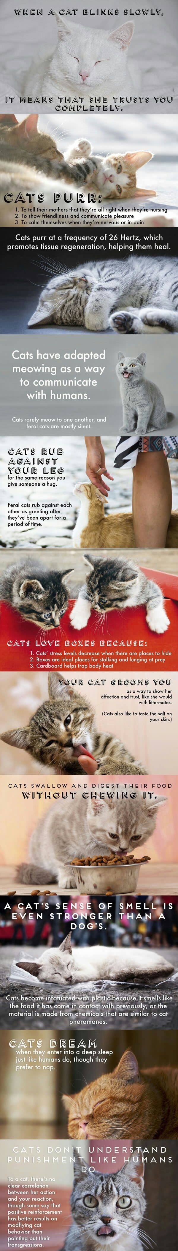 Facts about cats pt.2