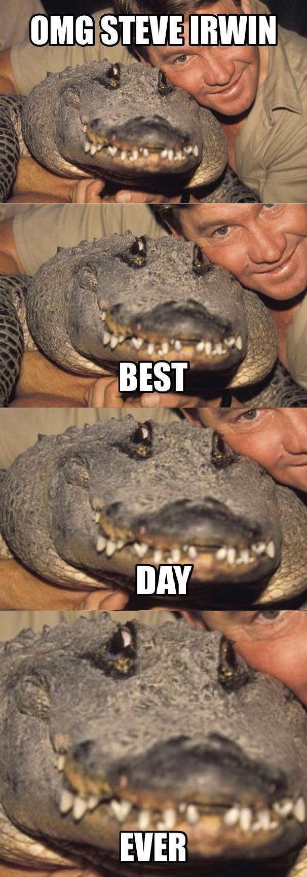 Alligator meets Steve