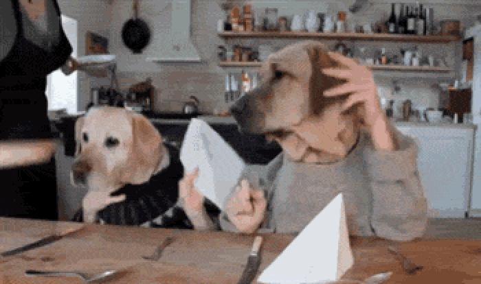 Funny dogs