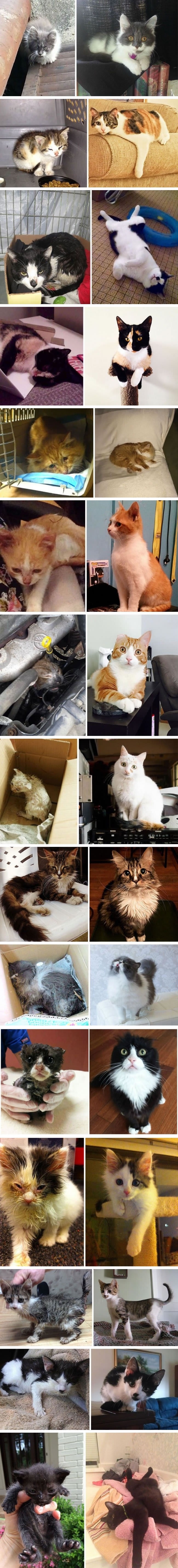 Adopted cats