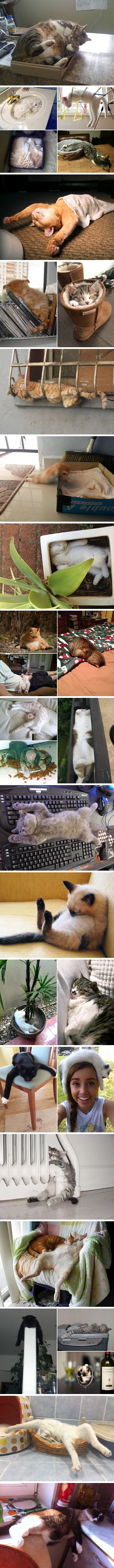 Cats master art of sleep-fu