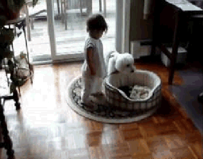 That's my bed! - Dog