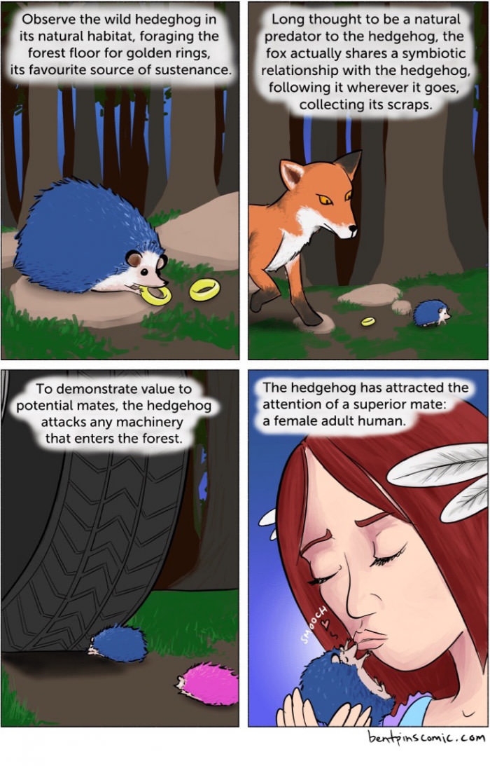 Hedgehogs in the wild