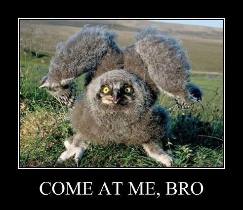 Come at me bro