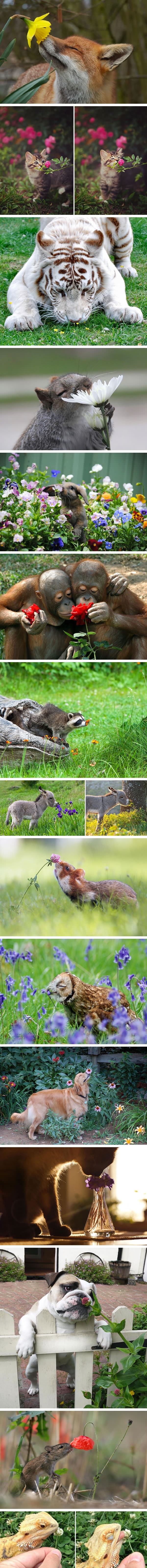 Animals sniffing flowers