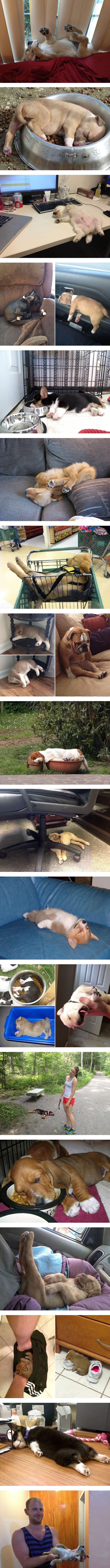 Dogs can sleep anywhere