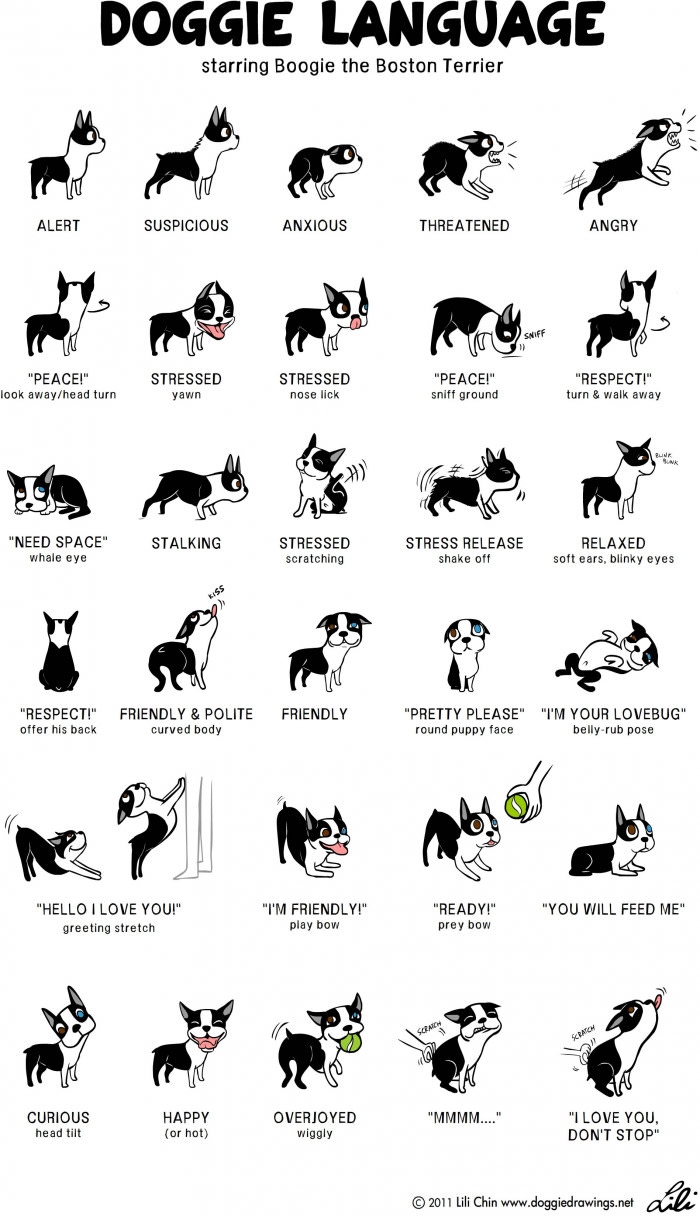 Dog language