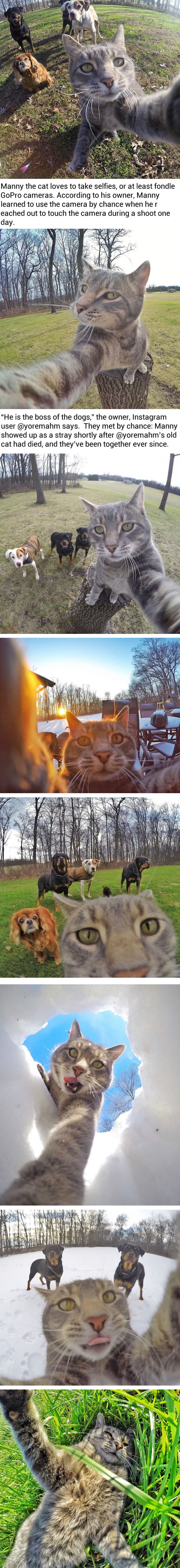 Manny the selfie cat