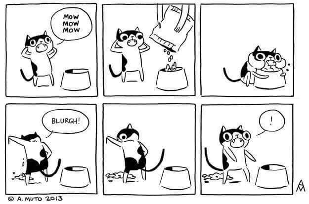 Truths about cats