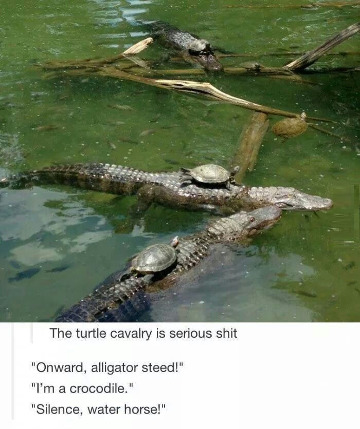 Turtles are serious s**t