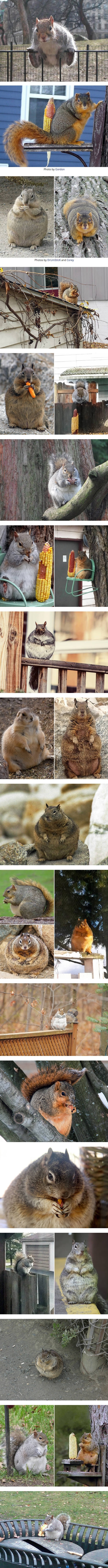 Fat squirrels