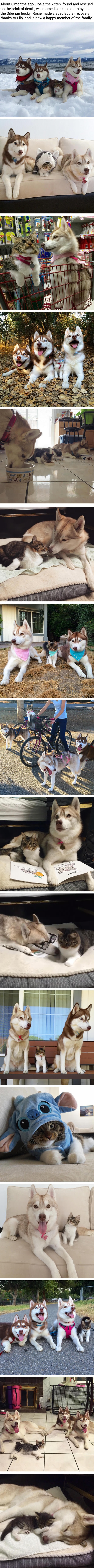 3 huskies and a cat