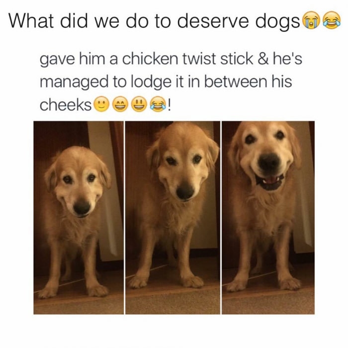 Oh dogs..