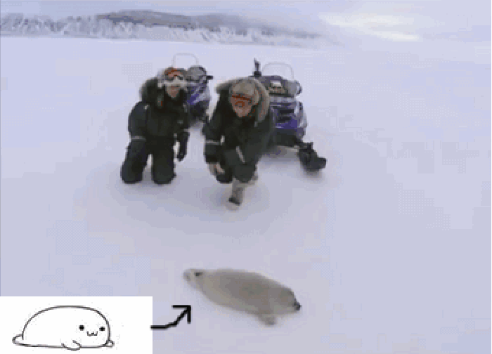 Run Mr Seal!