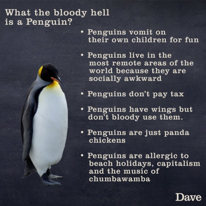Normal day as a penguin
