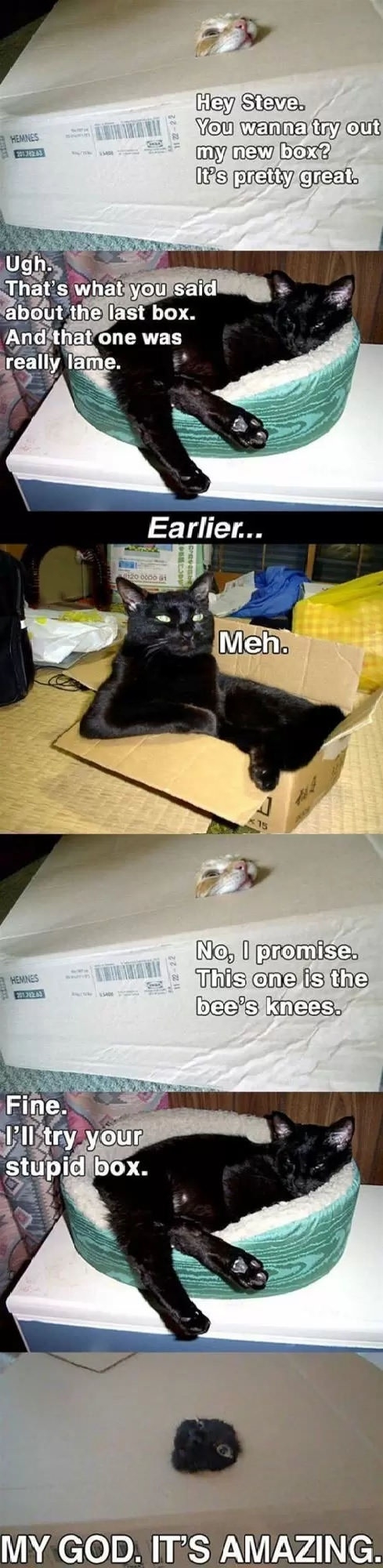 Cats and their boxes