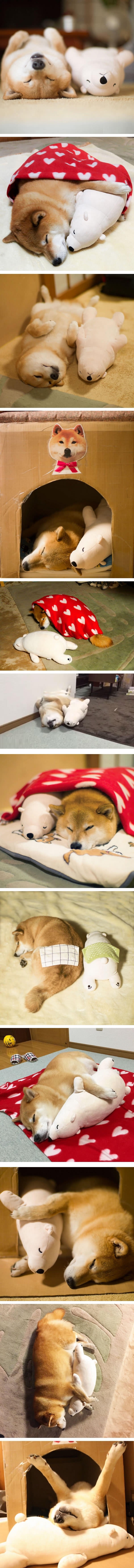 Shiba with his polar bear