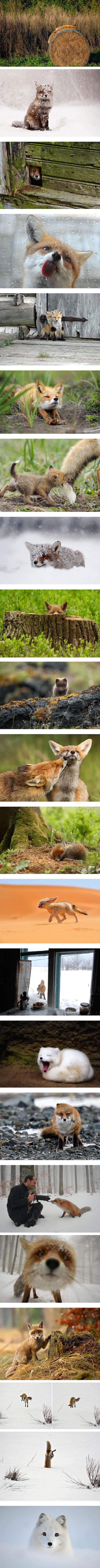 Foxes are cute
